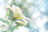 What Debts Are Forgiven at Death